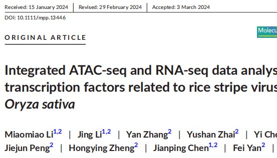 Molecular Plant Pathology重磅：基于Tn5转座酶的ATAC-seq联合RNA-seq，系统揭示水稻应对条纹病毒侵染的核心机制