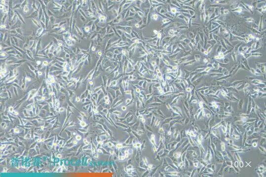 MDA-MB-231 在DMEM培养基下培养
