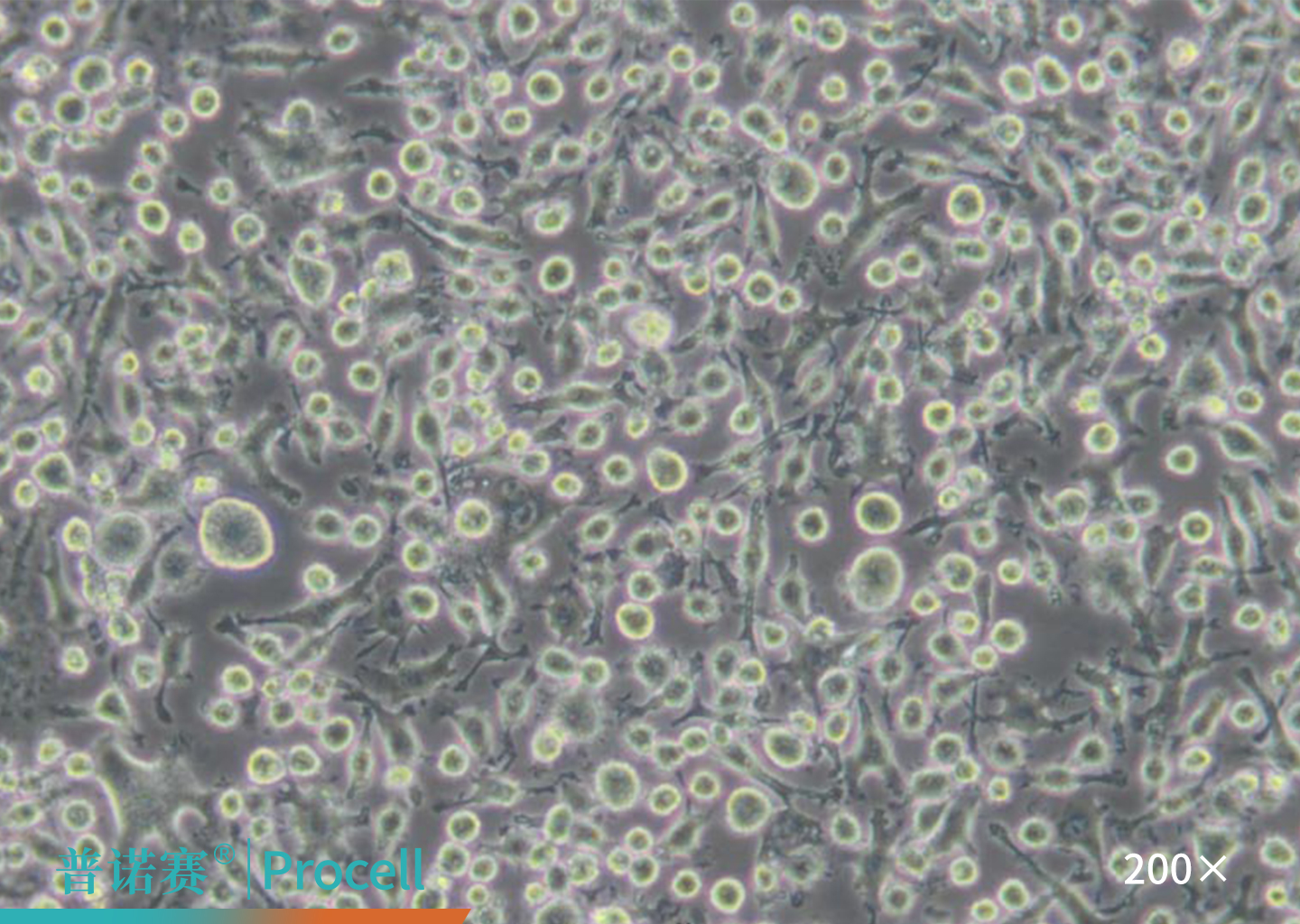 BV-2细胞的显微镜观察图