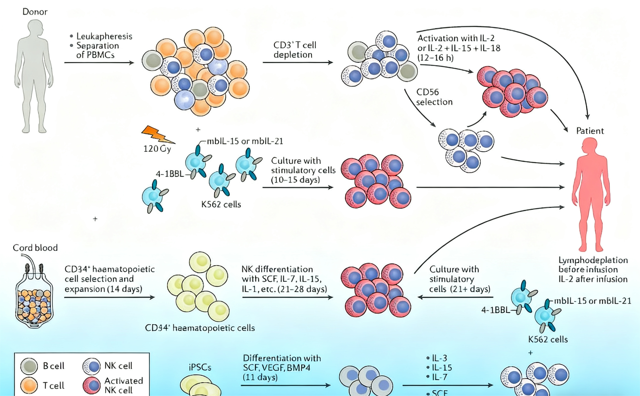 解锁身体自愈密码：一文读懂细胞治疗