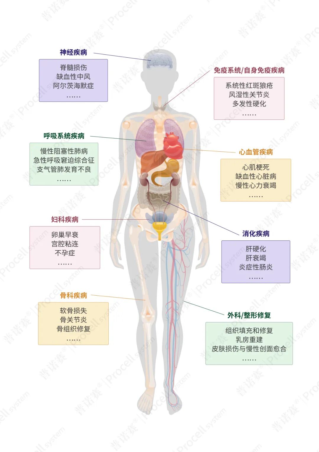 MSCs在多种疾病中的应用方向