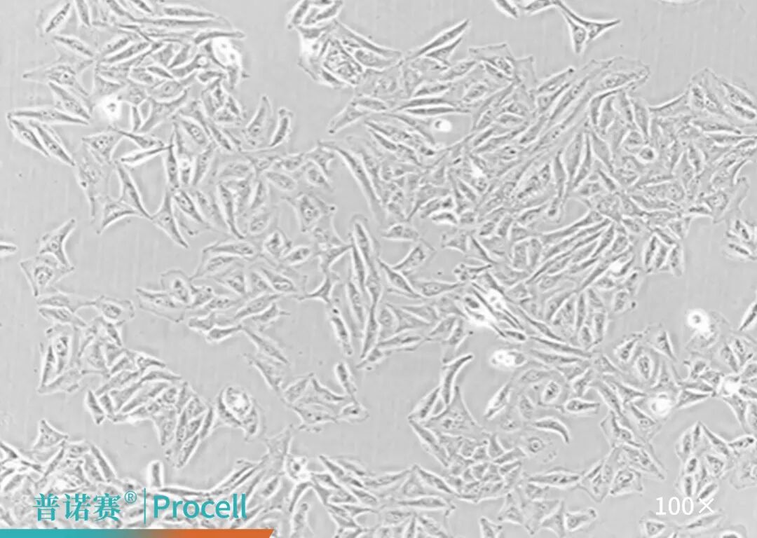 Hela细胞更换血清后图像