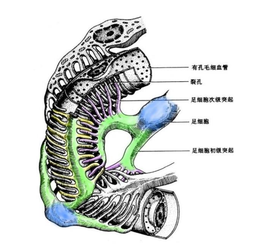 肾小球上皮细胞:肾病药物研发的“黄金靶点”