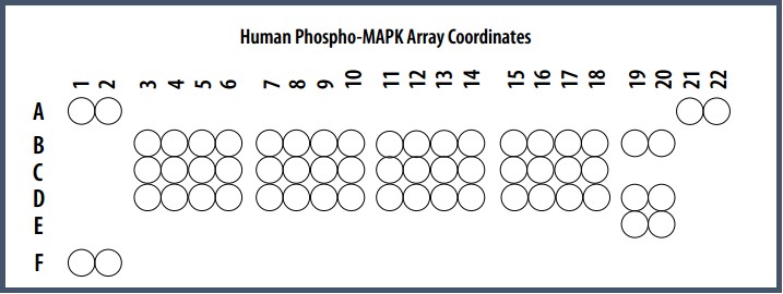 一张芯片 =N 次 WB 实验？揭秘抗体芯片的“浓缩魔法”！