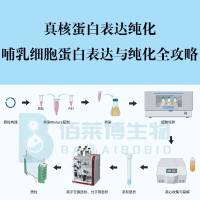 真核蛋白表达纯化实验服务