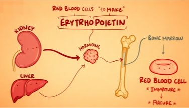 促红细胞生成素检测如何指导肾性贫血的诊疗？