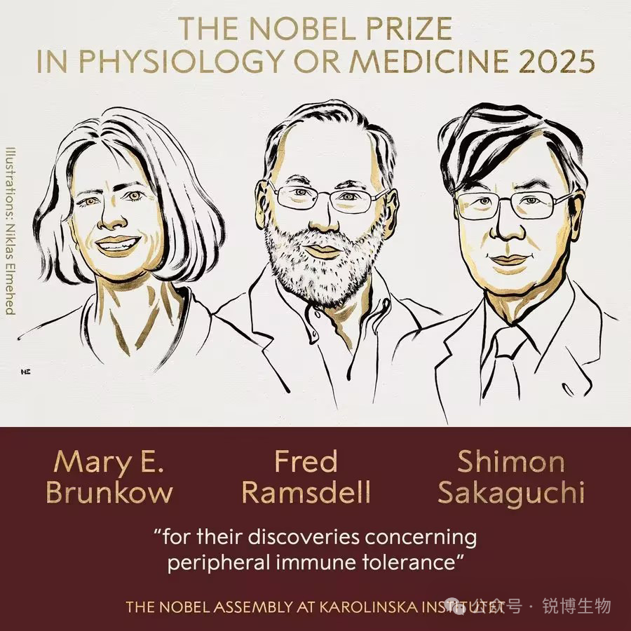 2025诺奖启示：聚焦外周免疫耐受，锐博赋能调控研究