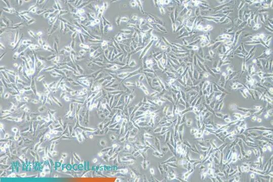 MDA-MB-231 在Leibovitz's L-15培养基下培养