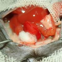 大小鼠心脏移植模型