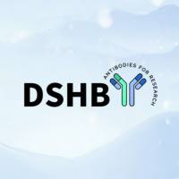 DSHB抗体代理