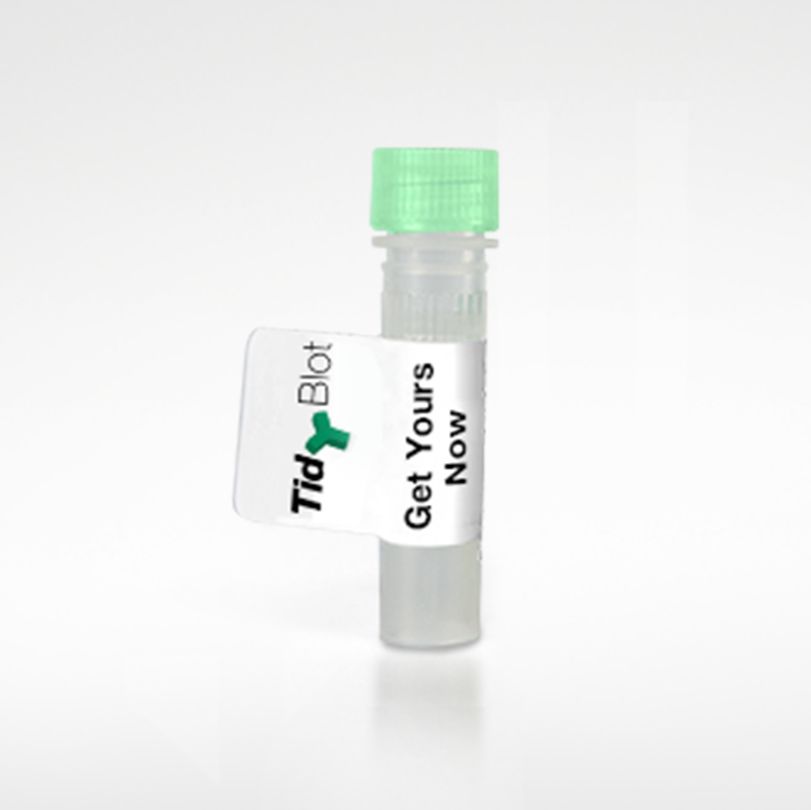 Mouse anti M13 Bacteriophage,clone E1