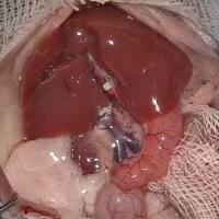 大小鼠肝脏移植模型