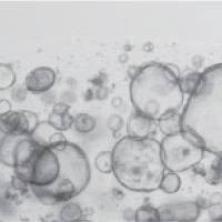 人正常组织类器官模型构建