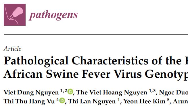 越南检出“毒王”级重组非洲猪瘟病毒：4-10天致死，现有疫苗全失效！