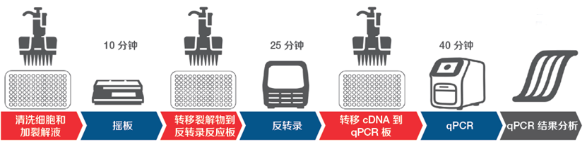 TaqMan™ Cells-to-CT™ HepatoExpress™ 试剂盒