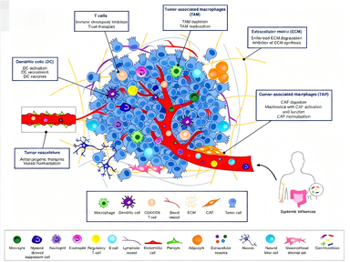 肿瘤微环境的组成特征与靶向治疗策略