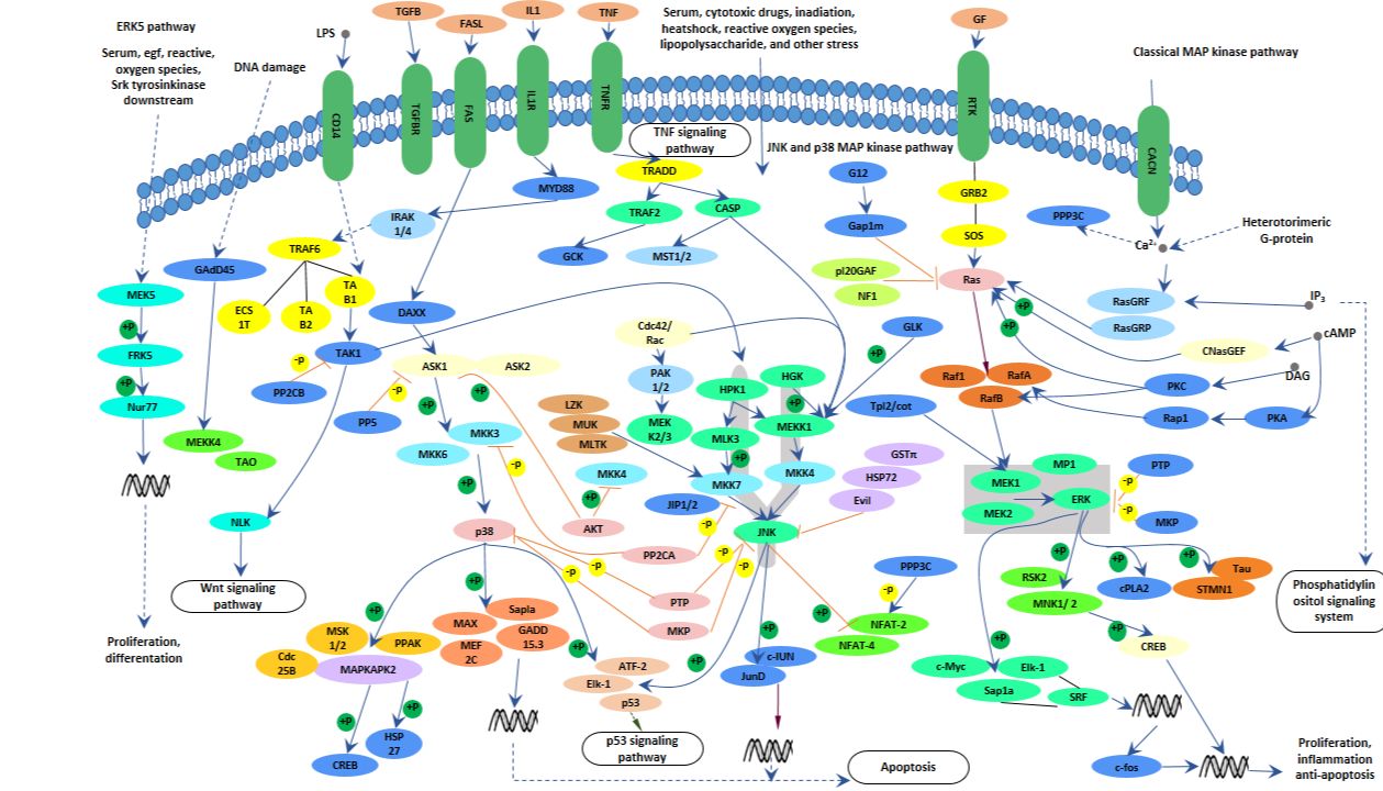 MAPK通路的“暗流”与“灯塔”