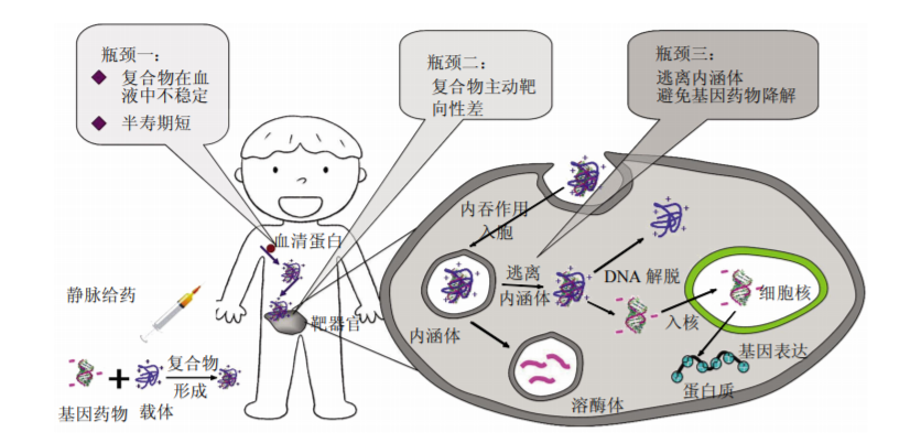 AVT给您分享:生物药中RNA与小核酸的那些事儿-艾伟拓(上海)医药科技有限公司 AVT给您分享:生物药中RNA与小核酸的那些事儿-艾伟拓(上海)医药科技有限公司