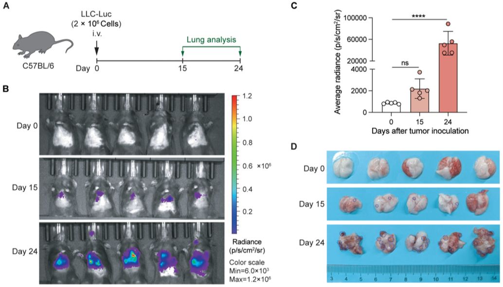 小动物活体成像试剂，现货3折等你来拿！