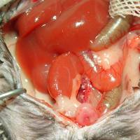 大小鼠肾脏移植模型