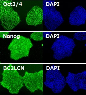 1115366309365711.jpg 111.jpg