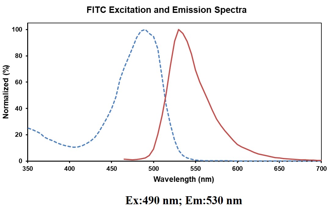 FITC Anti-Mouse F4/80 Antibody