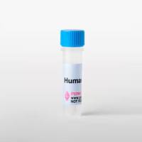 人 IFN-gamma 重组蛋白 PeproTech®