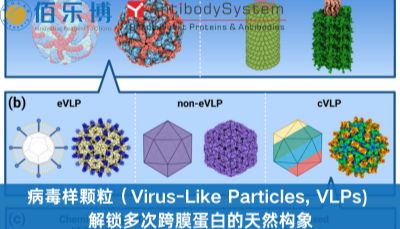 病毒样颗粒（Virus-Like Particles, VLPs) ：解锁多次跨膜蛋白的天然构象