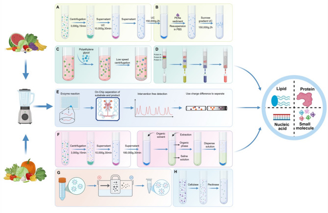 植物外泌体提取