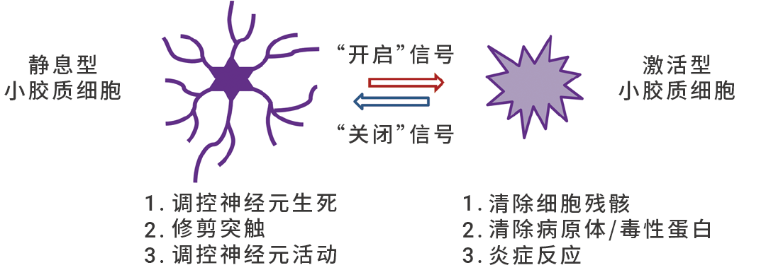 国自然热点 ｜ “静息”是误解 “M1M2” 已过时 最热的小胶质细胞耗竭, 你必须了解