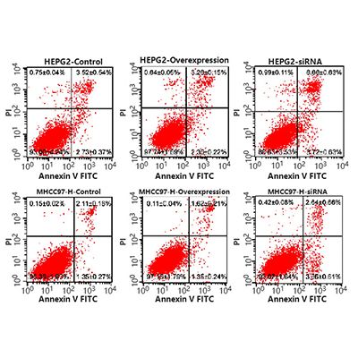 小分子药物机制研究（流式）