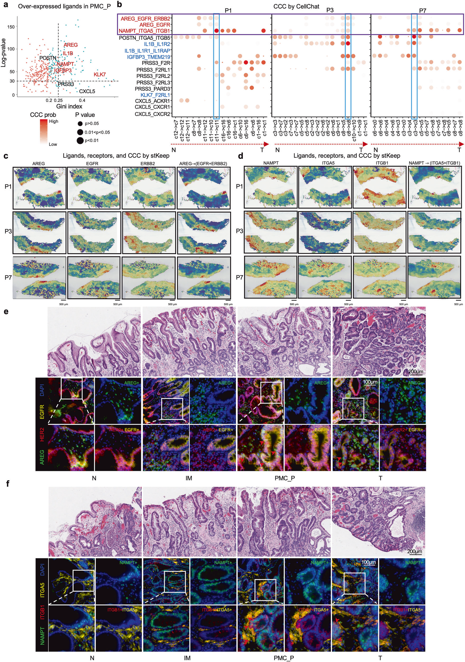 STTT| Tissue Cytometry技术 “解码” 胃癌前关键互作,让 PMC_P 微环境从 【数据猜想】变 【可视化证据】