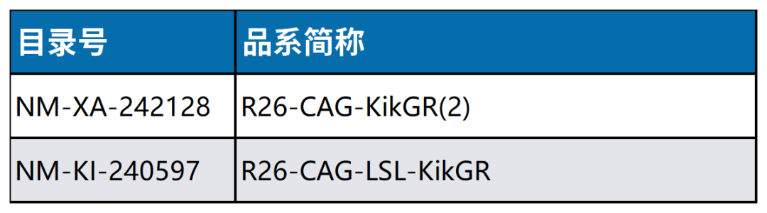 光转化蛋白KikGR：轻松捕捉细胞”行踪”