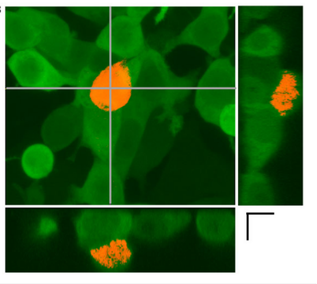 光转化蛋白KikGR：轻松捕捉细胞”行踪”
