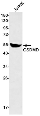 Elabscience 重组GSDMD单克隆抗体:焦亡研究精准检测利器,WB 验证更可靠