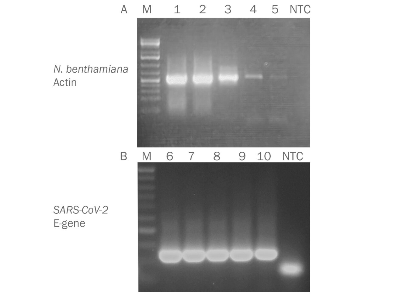 Figure-1-RT-PCR-results-tobacco-and-covid-RNA-1640x1231-1-1302x977.jpg