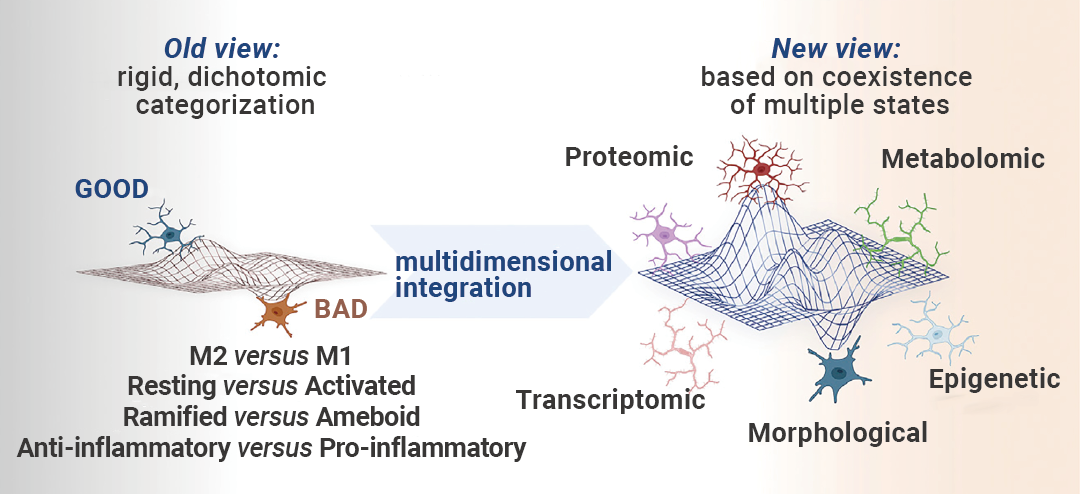 国自然热点 ｜ “静息”是误解 “M1M2” 已过时 最热的小胶质细胞耗竭, 你必须了解