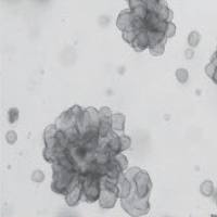 细胞3D模型构建