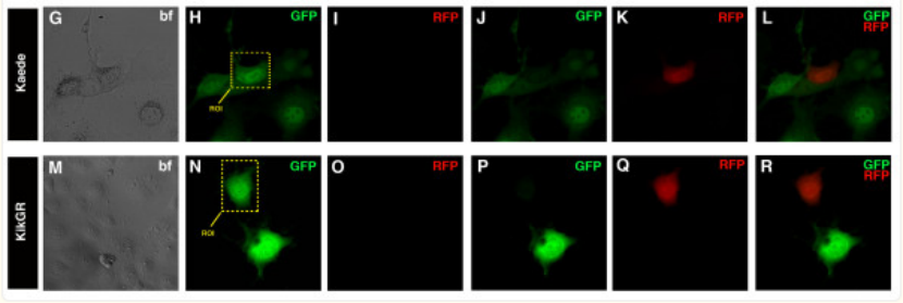 光转化蛋白KikGR：轻松捕捉细胞”行踪”