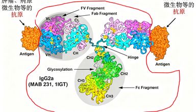 单克隆抗体：如何成为现代医学的靶向利器？