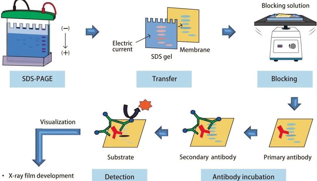 超越传统印记：Western Blot如何借技术创新赋能国自然热点研究？