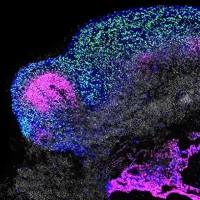 类器官ATP检测（CTG法）