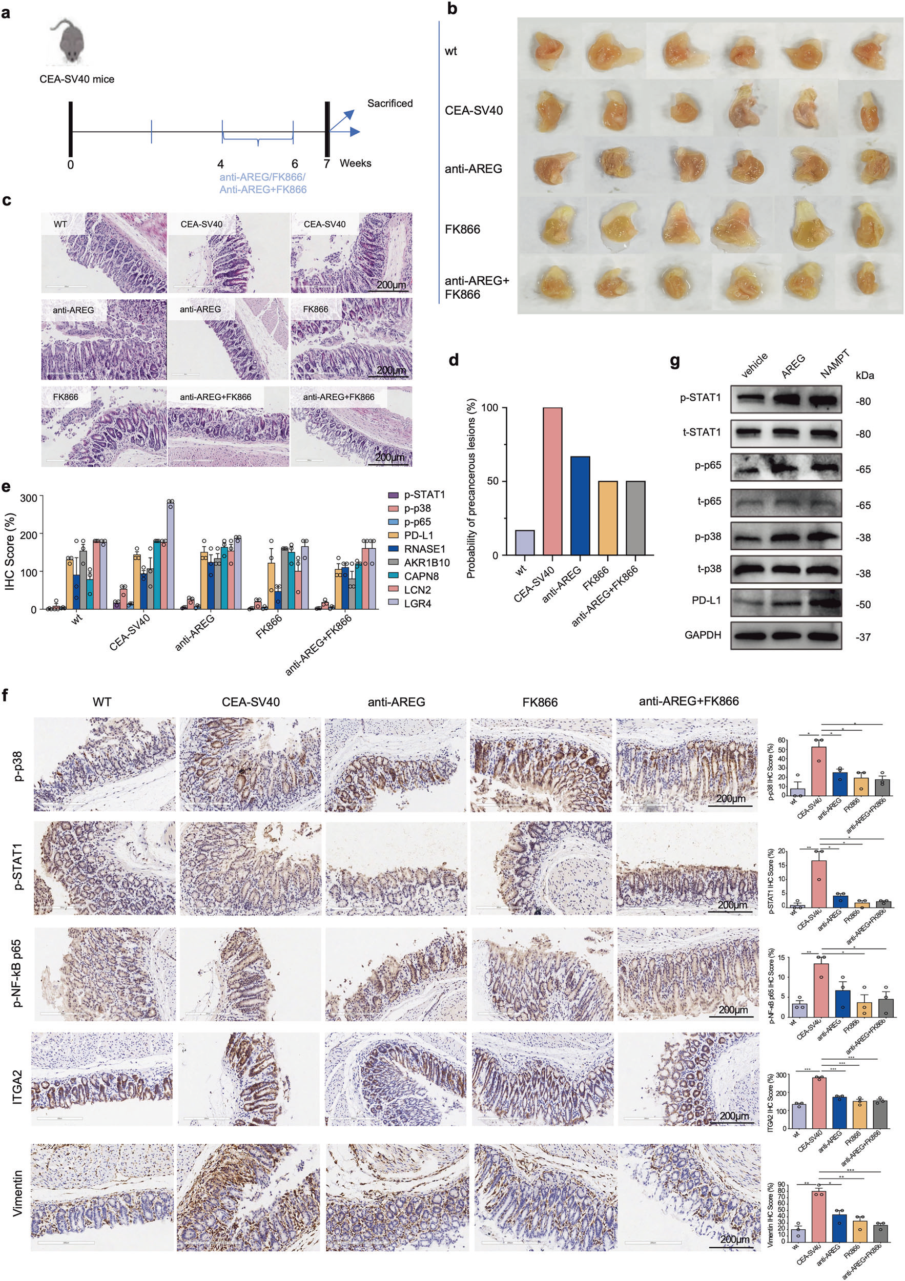 STTT| Tissue Cytometry技术 “解码” 胃癌前关键互作，让 PMC_P 微环境从 【数据猜想】变 【可视化证据】