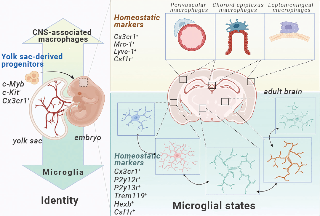 国自然热点 ｜ “静息”是误解 “M1M2” 已过时 最热的小胶质细胞耗竭, 你必须了解