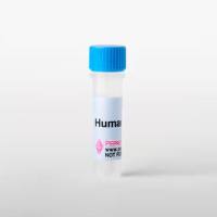 小鼠 IL-3 重组蛋白, PeproTech®