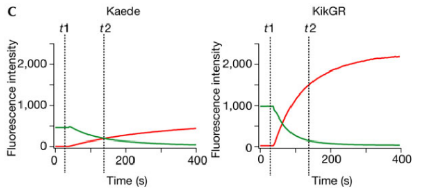光转化蛋白KikGR：轻松捕捉细胞”行踪”