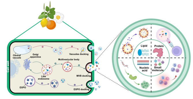 植物外泌体提取