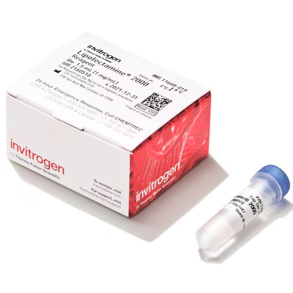 Lipofectamine™ 2000 转染试剂