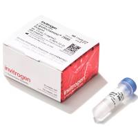 Lipofectamine™ 2000 转染试剂