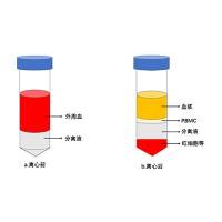 外周血PBMC分离实验